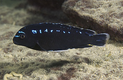 Pseudotropheus interruptus 'Thumbi West Island'